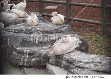 Zoo pelican Zoo pelican 138736780