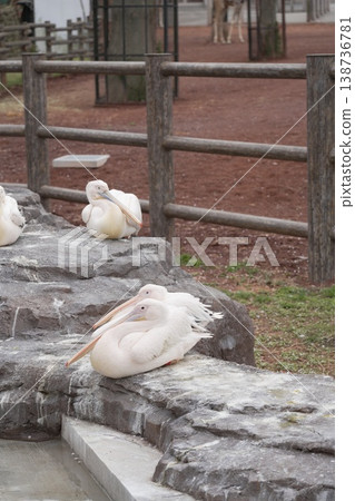 Zoo pelican Zoo pelican 138736781