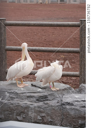 Zoo pelican Zoo pelican 138736782
