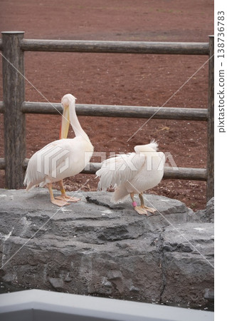 動物園鵜鶘 138736783