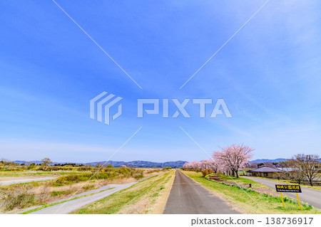 Walking through Miyagi Marumori Cherry Blossom Embankment Park in spring 138736917