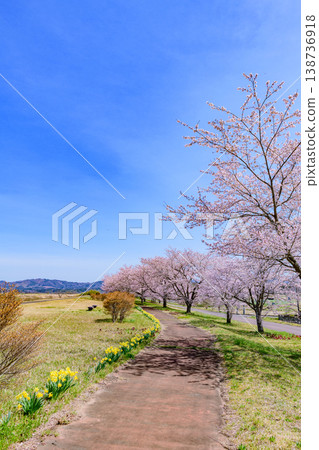 Walking through Miyagi Marumori Cherry Blossom Embankment Park in spring 138736918