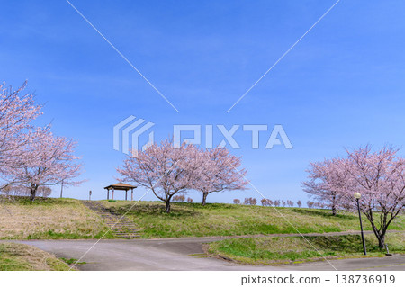 春天漫步在宮城丸森櫻花堤岸公園 138736919