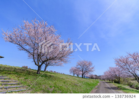 Walking through Miyagi Marumori Cherry Blossom Embankment Park in spring 138736924
