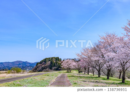 春天漫步在宮城丸森櫻花堤岸公園 138736931