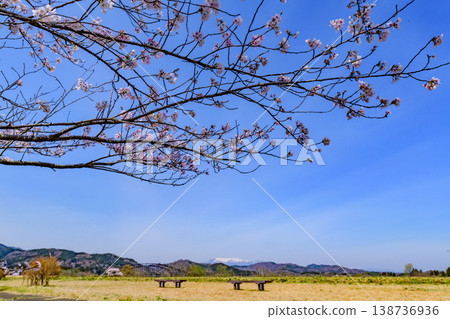 Walking through Miyagi Marumori Cherry Blossom Embankment Park in spring 138736936