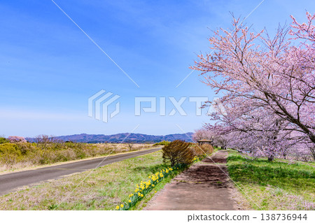 Walking through Miyagi Marumori Cherry Blossom Embankment Park in spring Walking through Miyagi Marumori Cherry Blossom Embankment Park in spring 138736944