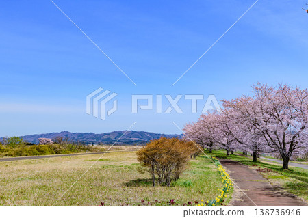 Walking through Miyagi Marumori Cherry Blossom Embankment Park in spring Walking through Miyagi Marumori Cherry Blossom Embankment Park in spring 138736946