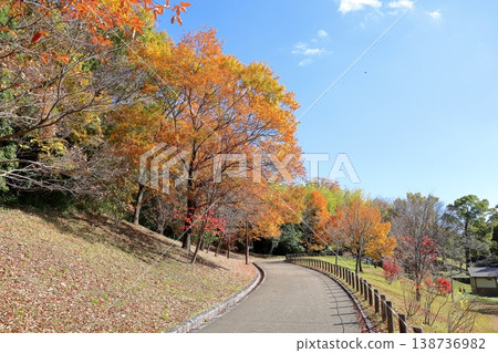 Autumn park: refreshing, yellowing leaves, broadleaf trees 138736982
