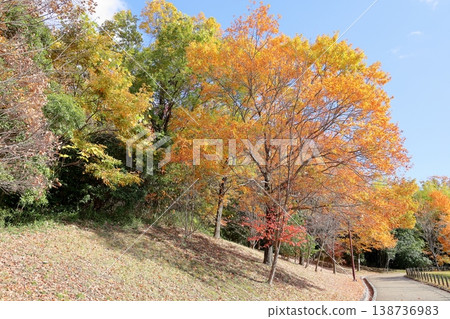 Autumn park: refreshing, yellowing leaves, broadleaf trees Autumn park: refreshing, yellowing leaves, broadleaf trees 138736983