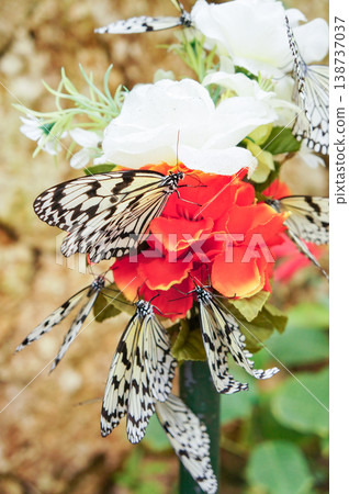A beautiful scene of large white butterflies flapping their wings as they sip nectar from colorful flowers at Ryugujo Butterfly Garden. 138737037