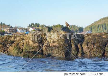 A bald eagle perched on a rocky outcrop, a scene from the Tofino coastline. A bald eagle perched on a rocky outcrop, a scene from the Tofino coastline. 138737040