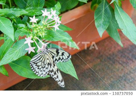 一隻大白蝴蝶（Idea leuconoe）棲息在裝滿白色小花的花盆上，展開的翅膀上展現出美麗的黑白圖案。 138737050