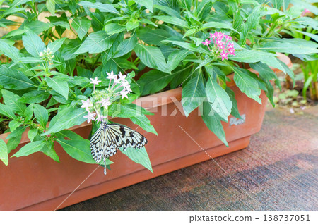 一隻大白蝴蝶（Idea leuconoe）棲息在裝滿白色小花的花盆上，展開的翅膀上展現出美麗的黑白圖案。 138737051