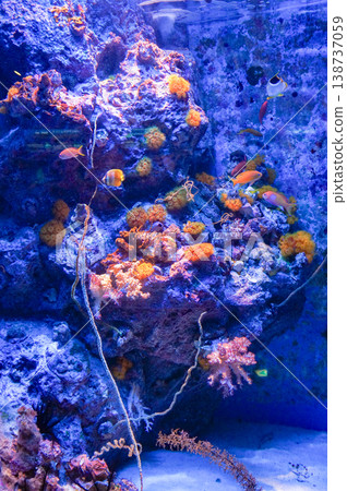 Small fish swim in a blue-glowing aquarium, and colorful anemones sway gently. 138737059