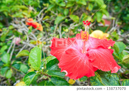 A tropical landscape where bright red hibiscus flowers bloom against a backdrop of green leaves. 138737070