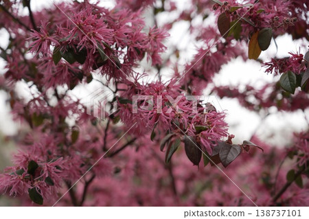 紅花Tokiwamansaku(紅花Tokonkaku Makoto) 紅花Tokiwamansaku(紅花Tokonkaku Makoto) 138737101