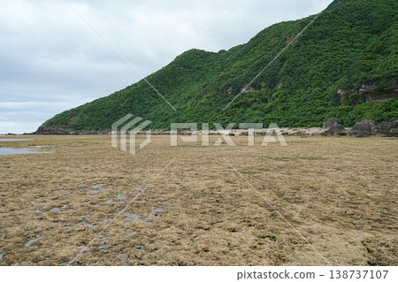 沖繩縣、西表島、志賀川~南上田 沖繩縣、西表島、志賀川~南上田 138737107