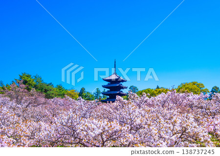 櫻花和Ninna-ji寺的五層塔 138737245