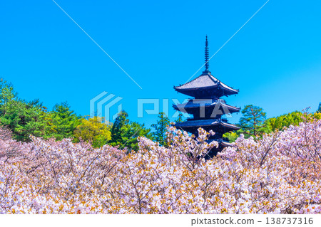 櫻花和Ninna-ji寺的五層塔 櫻花和Ninna-ji寺的五層塔 138737316