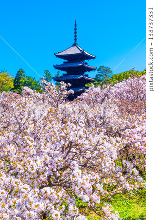 櫻花和Ninna-ji寺的五層塔 櫻花和Ninna-ji寺的五層塔 138737331