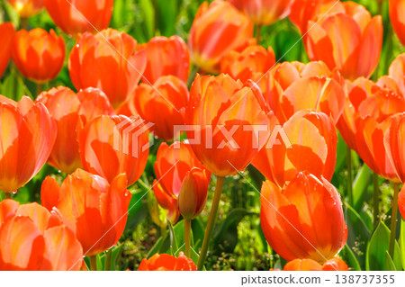 Orange tulip Orange tulip 138737355