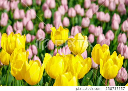 Yellow tulip Yellow tulip 138737357