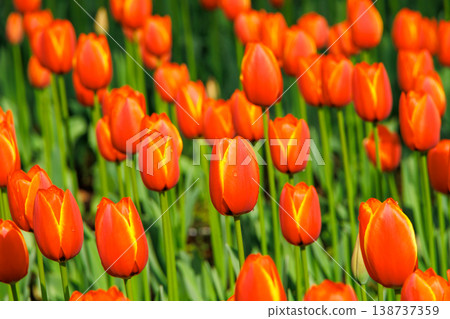 Bright orange tulip buds Bright orange tulip buds 138737359
