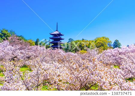Cherry blossoms and five-storied pagoda of Ninna-ji Temple 138737471