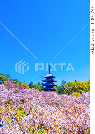 櫻花和Ninna-ji寺的五層塔 138737473