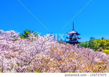 櫻花和Ninna-ji寺的五層塔 櫻花和Ninna-ji寺的五層塔 138737475