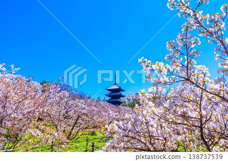 櫻花和Ninna-ji寺的五層塔 櫻花和Ninna-ji寺的五層塔 138737539