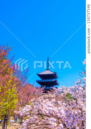 櫻花和Ninna-ji寺的五層塔 138737546