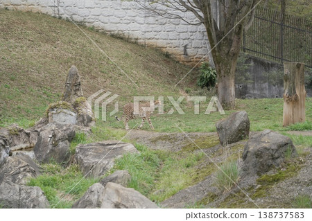 Zoo cheetah Zoo cheetah 138737583
