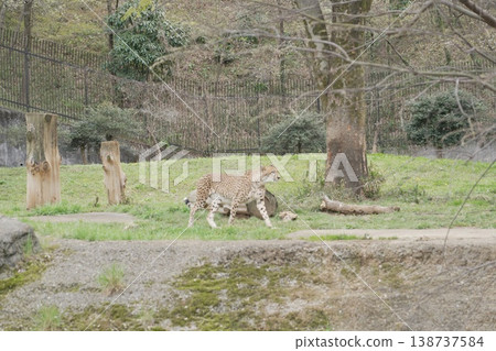 動物園獵豹 138737584