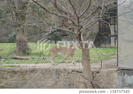 動物園獵豹 138737585