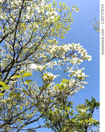 White dogwood flowers against a blue sky White dogwood flowers against a blue sky 138737653