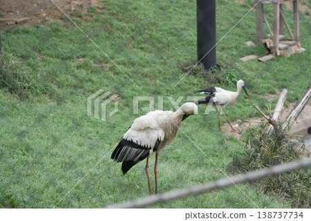 Zoo stork 138737734