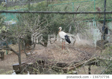 動物園鸛 動物園鸛 138737736