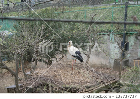 Zoo stork 138737737