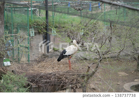 Zoo stork 138737738