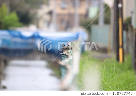 Starling on a fence 138737743