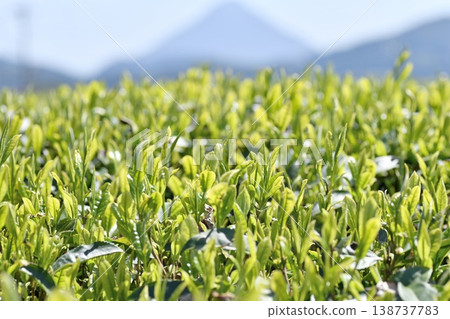 一番茶葉 一番茶葉 138737783