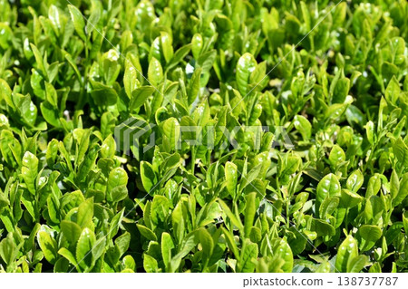 Ichiban tea leaves Ichiban tea leaves 138737787