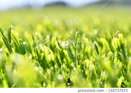 Ichiban tea leaves Ichiban tea leaves 138737835