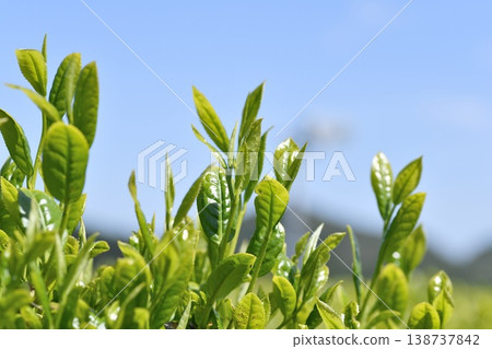 一番茶葉 一番茶葉 138737842