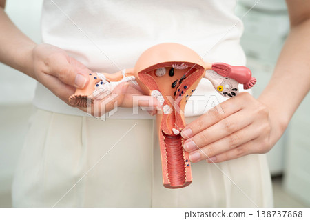 Uterus, Asian, woman holding human anatomy model. 138737868