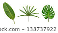 Banana and Monstera green leaf isolated on whte background. 138737922