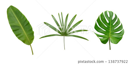 Banana and Monstera green leaf isolated on whte background. Banana and Monstera green leaf isolated on whte background. 138737922