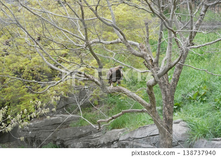 Golden eagle in Tama animal park 138737940